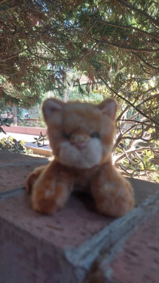 Peluche gattino arancione marroncino