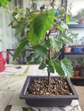 Bonsái Avellano - Corylus Avellana