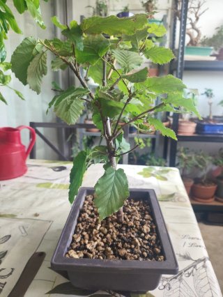 Bonsái Avellano - Corylus Avellana