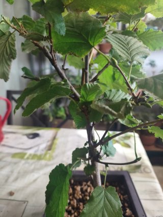 Bonsái Avellano - Corylus Avellana
