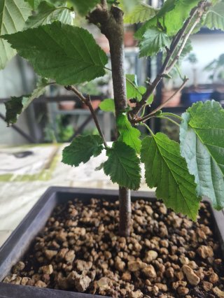 Bonsái Avellano - Corylus Avellana