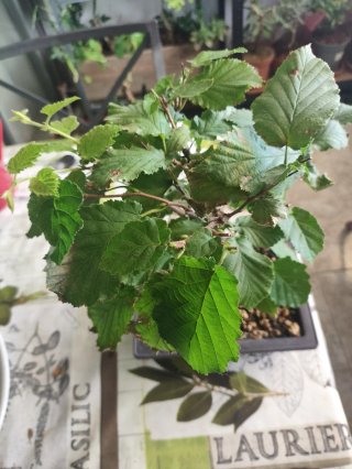 Bonsái Avellano - Corylus Avellana