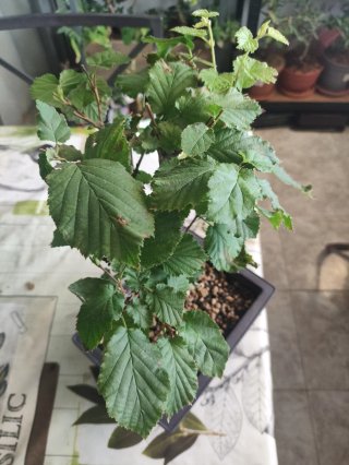 Bonsái Avellano - Corylus Avellana