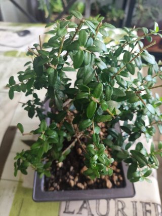 Bonsái de Mirto (Myrtus)