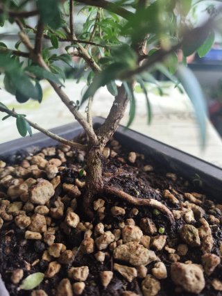 Bonsái de Mirto (Myrtus)