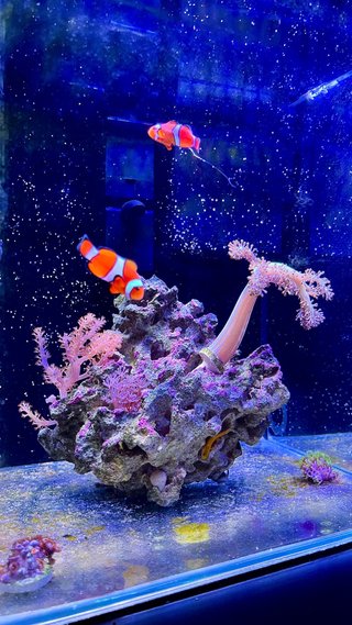 Acuario Marino 30L Completo + Sicce + Hanna