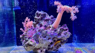 Acuario Marino 30L Completo + Sicce + Hanna