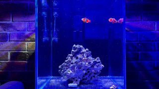 Acuario Marino 30L Completo + Sicce + Hanna