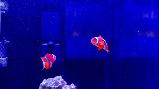 Acuario Marino 30L Completo + Sicce + Hanna