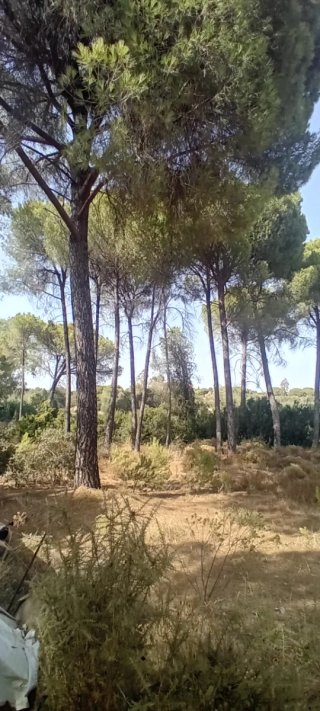 Alquilo campo terreno parcela finca con o sin casa