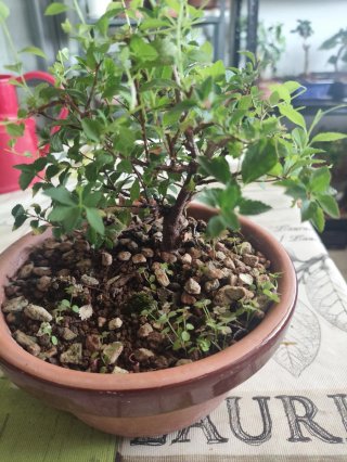 Bonsái Spiraea