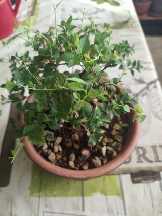 Bonsái Spiraea