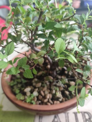 Bonsái Spiraea