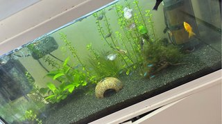 Acuario 100L con mueble blanco