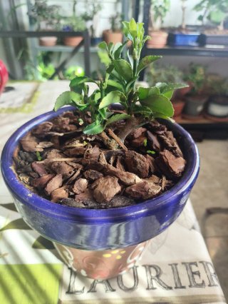 Prebonsái Boj (Buxus sempervirens)