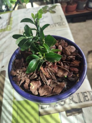 Prebonsái Boj (Buxus sempervirens)