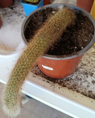 Plantas naturales cactus cola de mono