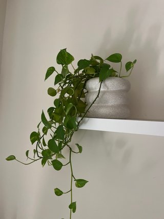 Plantas interiores varias precio para negociar.