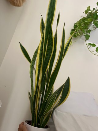 Plantas interiores varias precio para negociar.