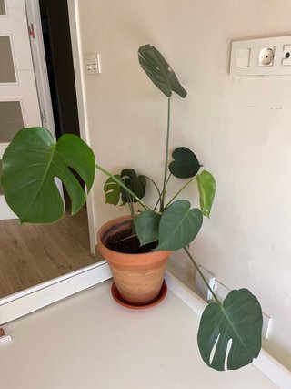 Plantas interiores varias precio para negociar.