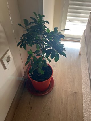 Plantas interiores varias precio para negociar.