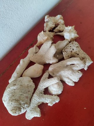 Decoración acuario piedras y conchas- 1
