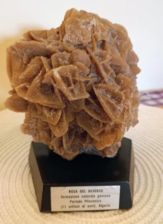 Rosa del deserto su base in legno