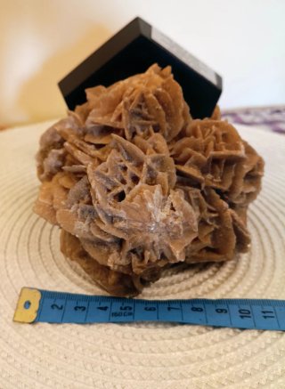 Rosa del deserto su base in legno
