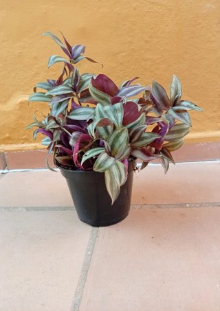 Planta Tradescantia Zebrina en Maceta 14cm
