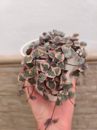 Ceropegia Woody variegata 12cm