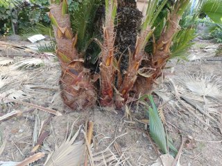 Palmeras Washingtonia