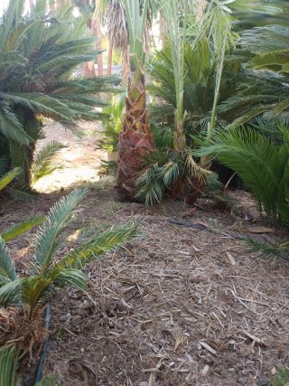 Palmeras Washingtonia