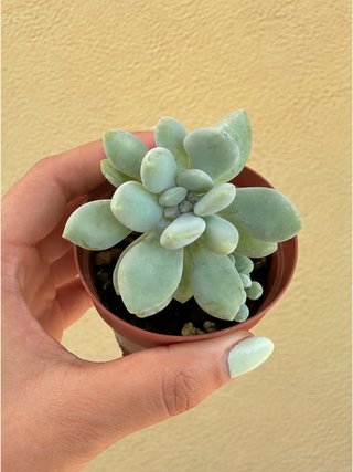 Planta suculenta