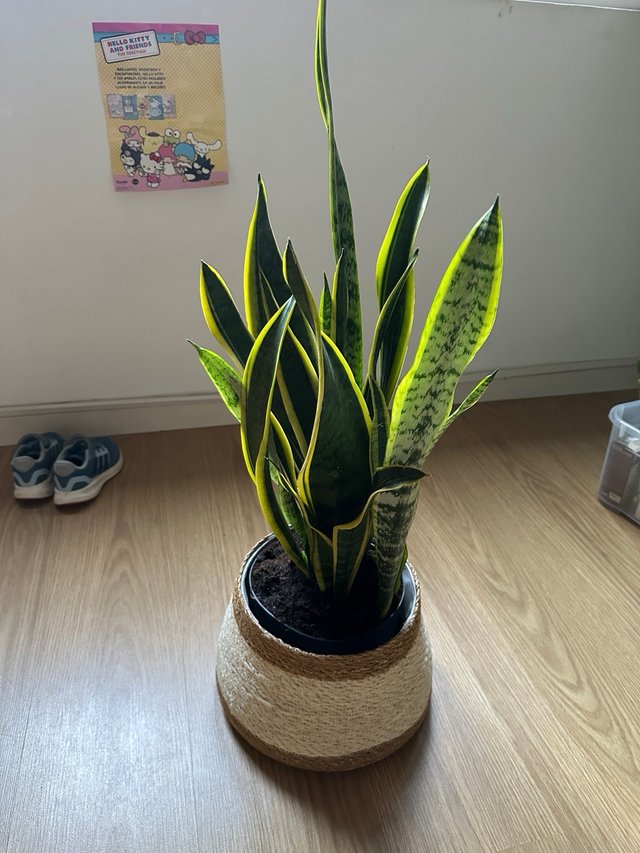 Sansevieria con maceta mimbre
