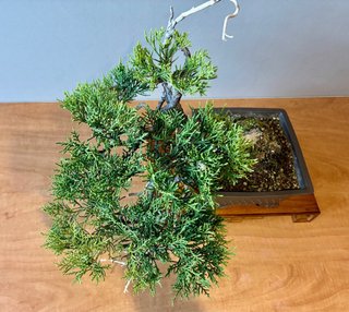 Bonsai Junípero Old Gold