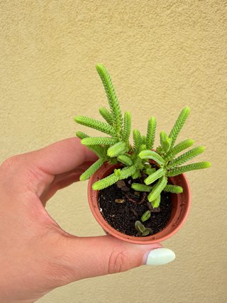 Planta suculenta