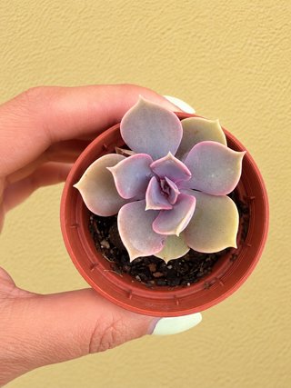 Planta suculenta Echeveria