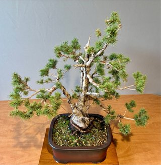 Bonsái Picea