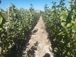 Planta Pistacho Kerman Patrón Atlántica