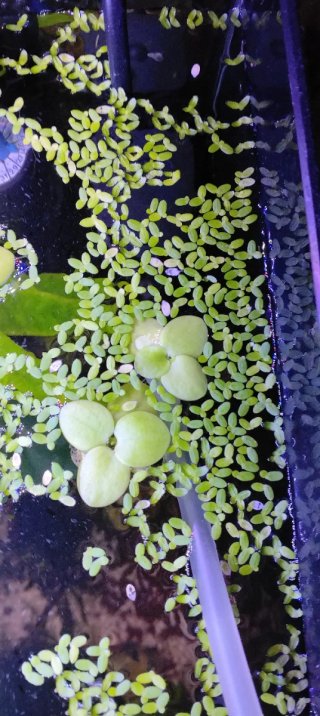Lentejas de agua para acuario
