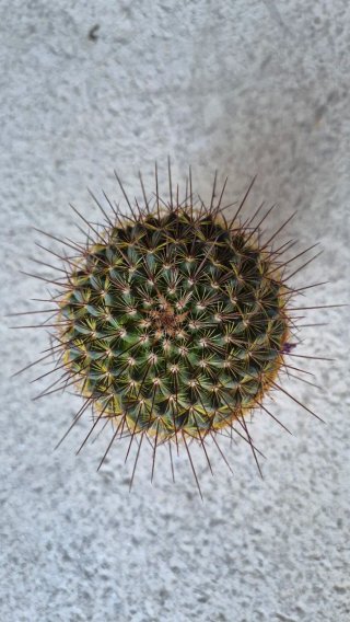 Cactus Mammillaria