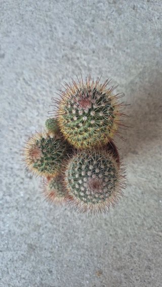 Cactus Mammillaria Spinosissima