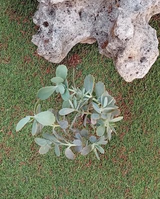 Planta Kalanchoe estilo arbusto (bote cristal)