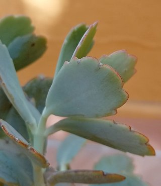 Planta Kalanchoe estilo arbusto (bote cristal)
