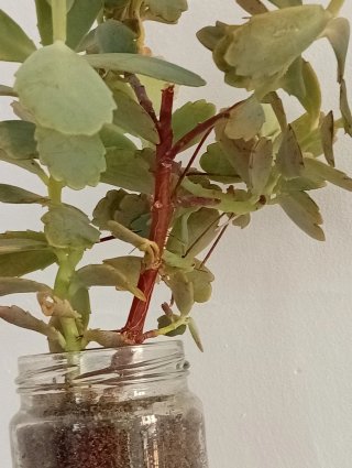 Planta Kalanchoe estilo arbusto (bote cristal)