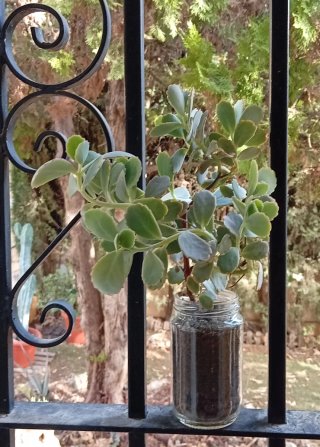 Planta Kalanchoe estilo arbusto (bote cristal)