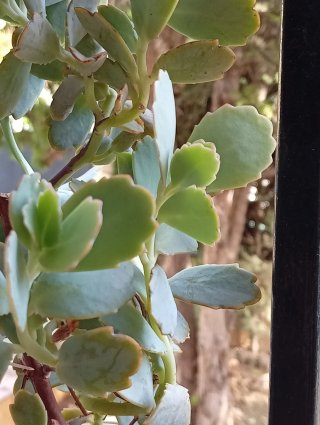 Planta Kalanchoe estilo arbusto (bote cristal)