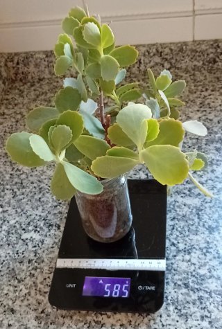 Planta Kalanchoe estilo arbusto (bote cristal)