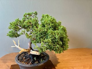 Bonsai Juniperus Procumbens Nana