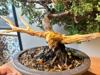 Bonsai Juniperus Procumbens Nana